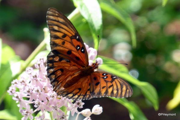 TravelGumbo's tweet photo. #ZebraLongwings #butterfly, #Florida #ttot
TravelGumbo archives
By Travelers, For Travelers
https://t.co/1Lluh8rYkW https://t.co/ypbnzwDdEL