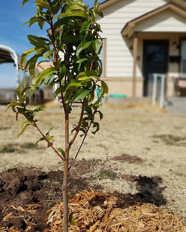 Shelbotzky's tweet photo. We also planted a nectarine tree 😊 https://t.co/gig9vy7T3V https://t.co/2vlUsIZsTK