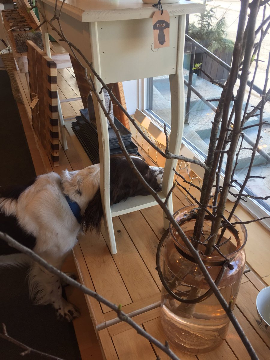 millhousesclol's tweet photo. How much is that doggie in the window #suttonqc https://t.co/mo2eBmVnS3