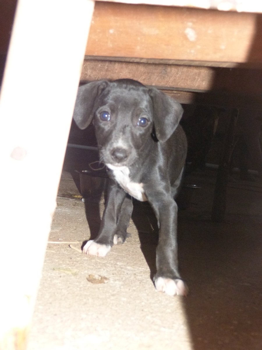 Lana en adopcion. 6219-5241 <a href="/quinnannette/">Annette Quinn</a> @RobaMorena <a href="/FeriaYoReciclo/">Feria Yo Me Reciclo</a> @fundasis <a href="/BettinaRomina/">Bettina García</a> <a href="/BCBRP/">Bomberos De Panamá</a> <a href="/ArraijanPTY/">Arraiján</a> <a href="/LaChorreraVerde/">La Chorrera Verde</a> <a href="/PanamaPuntoCom/">Jayden 😈</a> <a href="/RTPanama/">Roberto Tomas</a> <a href="/soychorrerano/">SomosChorreranos</a> <a href="/CocleTrafico/">CocléTráfico</a> <a href="/TraficoCPanama/">Tráfico Panamá</a> <a href="/martamartinelli/">Marta de Martinelli</a>