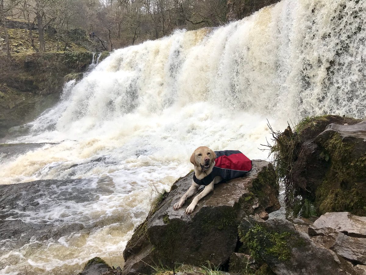 Sure was wet and noisy visiting the Ystradfellte waterfalls, glad I had my raincoat on 👌🏻 #ystradfellte #ThisIsCymru #Wales #WetWales #YellowLab #YellowLabrador #Dog #Dogs #labrador #Nature #waterfall #HearingDog