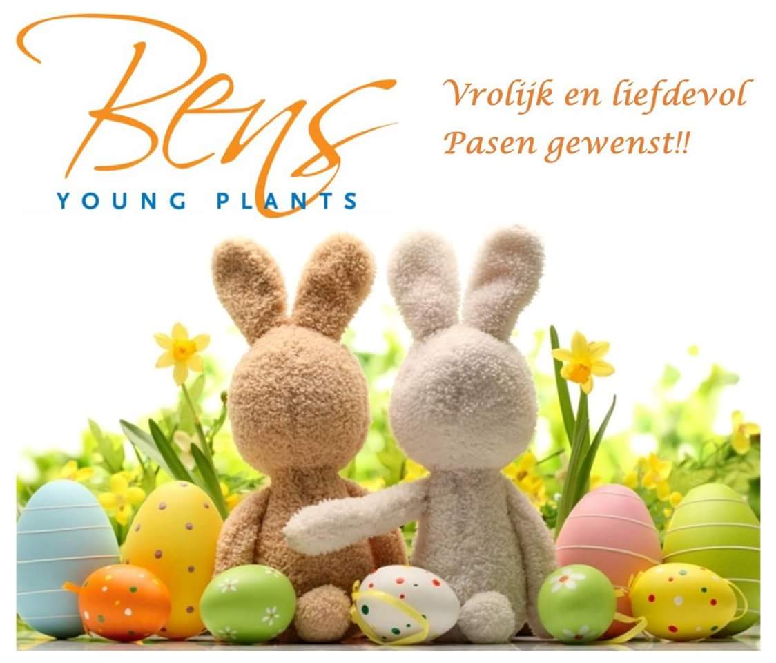 BENS Young Plants (@stekbedrijf) on Twitter photo 