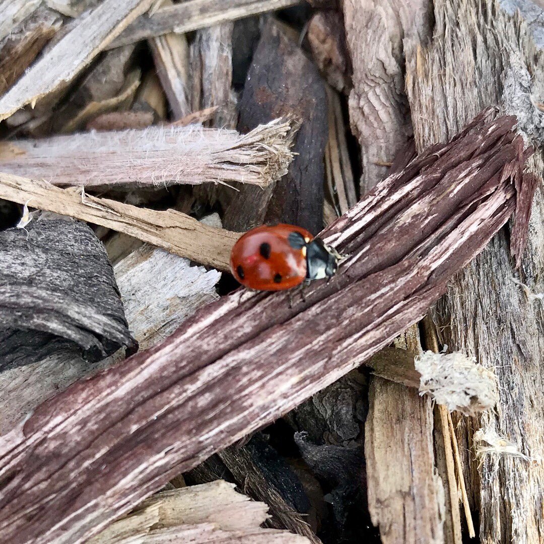 RepAngelaRomero's tweet photo. #ladybugladybug #jordanriverparkway #15milemarkofmy30mileride #justbreathe #selfcare #utleg #utpol https://t.co/Nb15Fab8wx
