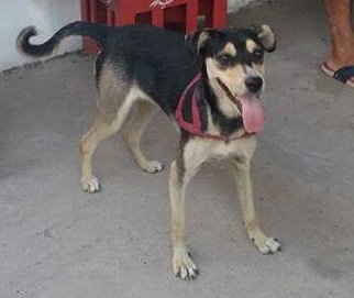 #URGENTE
Tiraron a esta  cachorra en la vereda de una persona que 
¡NO LA PUEDE TENER!
#Transito o #Adopcion 
#PorFavor no puede estar en la calle es una BEBÉ😭
GARIN
#ZonaNorte
Pero la pueden trasladar 

Isabel
1168073429