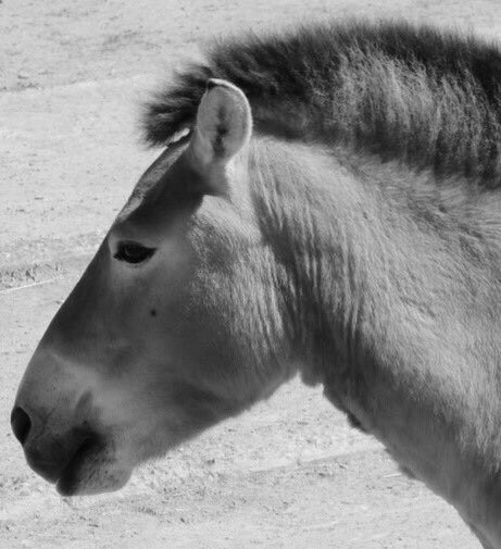 Jamie_Woodward_'s tweet photo. The genius of the #IceAgeArtist – a Chauvet horse beautifully observed over 30,000 years ago https://t.co/fNI1XwBIzS