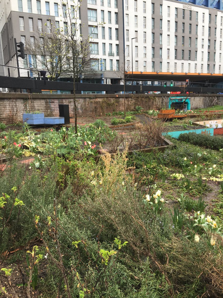 Work continued in the Bearpit garden today!!
Roses planted up more walls, thanks to local community contributions, and lots of weeding done!!
Massive thanks to all our amazing community gardeners for braving the weather!!