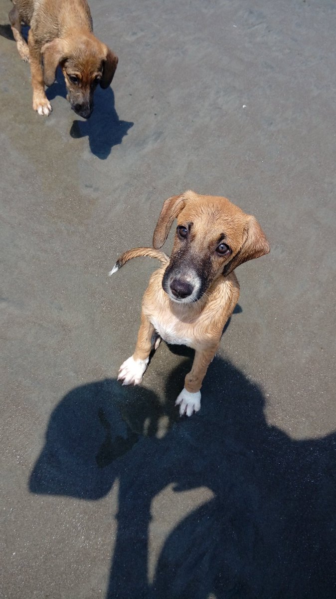 Kira en adopcion. 4 meses aprox. 6219-5241 <a href="/quinnannette/">Annette Quinn</a> <a href="/Ritmo929/">StereoRitmo Chiriqui</a> @adoptapanama @RobaMorena <a href="/FeriaYoReciclo/">Feria Yo Me Reciclo</a> <a href="/ArraijanPTY/">Arraiján</a> <a href="/BCBRP/">Bomberos De Panamá</a> <a href="/mascotaspanama/">mascotas panama</a> @fundasis <a href="/Traficasos/">Traficasos Panamá</a> <a href="/RTPanama/">Roberto Tomas</a> <a href="/rt_penonome/">RT Penonome</a> <a href="/RTCocle/">Retweet Provincias Centrales</a> <a href="/soychorrerano/">SomosChorreranos</a> <a href="/chorreraciudad/">Ciudad Chorrera</a> <a href="/spaypanama/">Spay Panama</a>