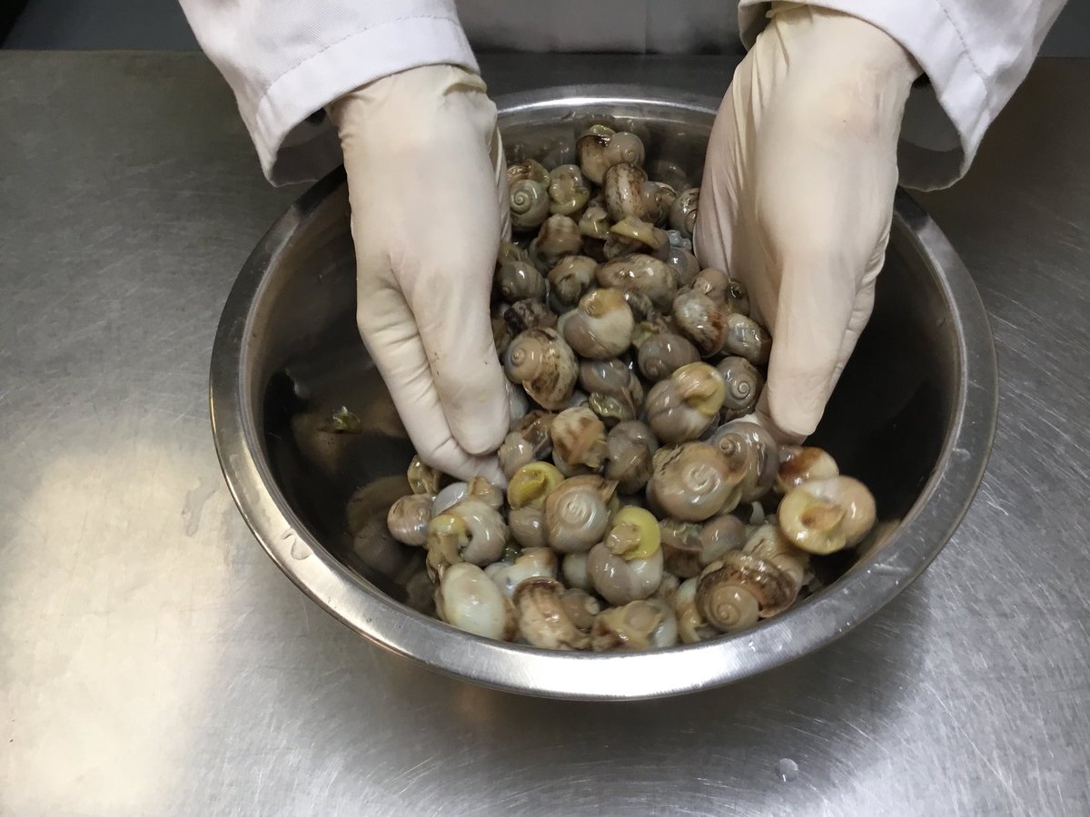 dorset snails (Dorset_snails) Twitter