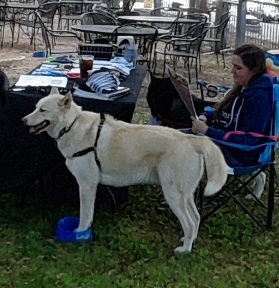 Pints4Pups's tweet image. Juneau @txhuskyrescue is chilling (his feets) @thirdbasesports Southpark Meadows. Come out and have a pint of @AlaskanBrewing Hisky IPA and support!