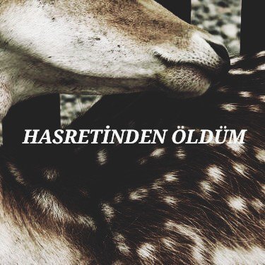 Sezen Aksu // Tutsak #alsel