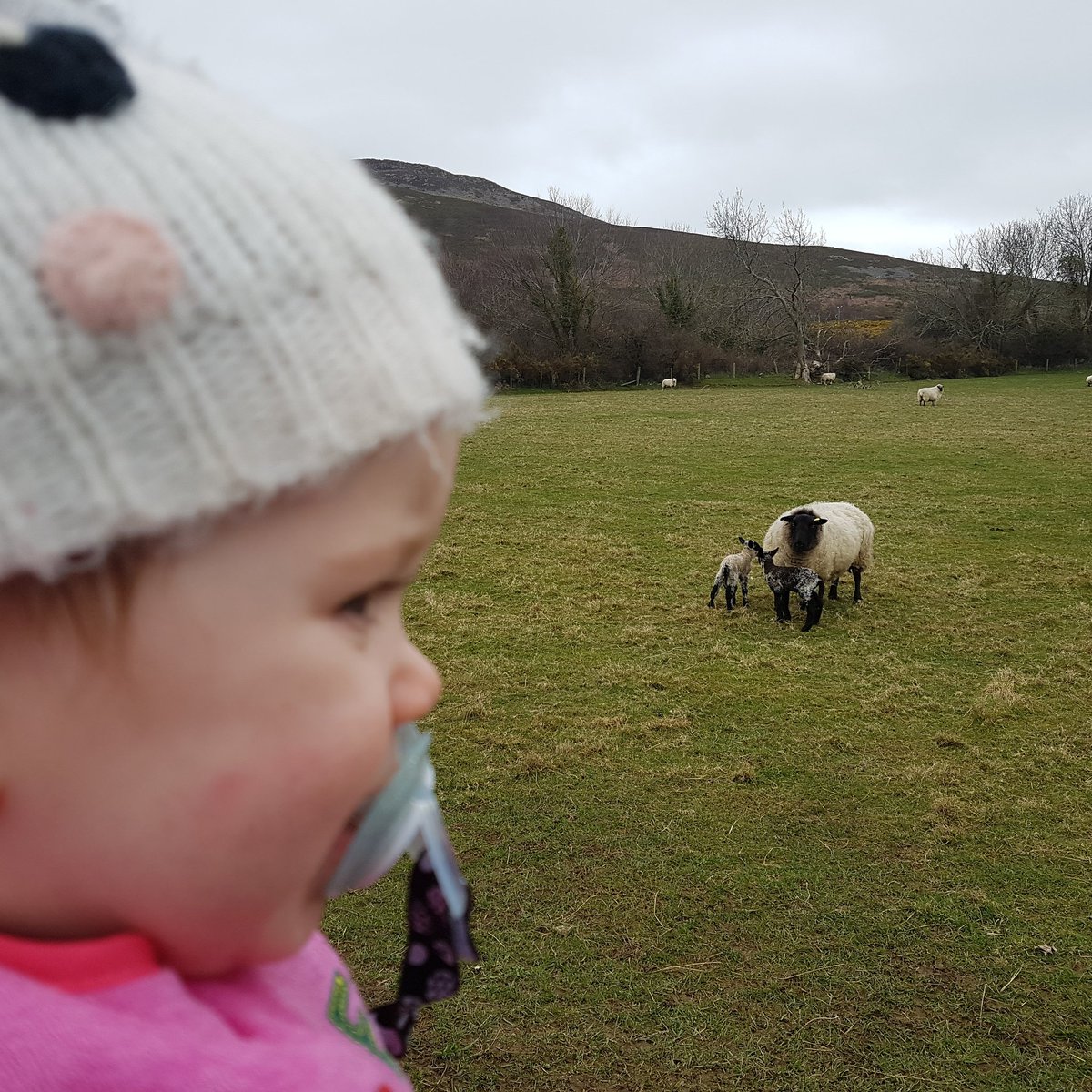WicklowShepherd's tweet photo. First lambs born under the watchful eye of new shepherd-in-chief! 😉 #lambing18 #sheefarming #sheep365 #wicklowshepherd #lovefarming #wicklow #funinfarming #prouddad #irishfarming #ewe #twinlambs https://t.co/d1ARk2HGVN