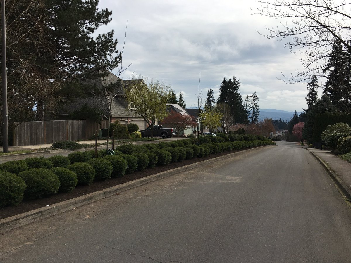 DavidBakerWL's tweet photo. A big thank you to @WestLinnUpdate for updating the Horton Road median strip with new trees and plants! Looks great! https://t.co/5wxuQQLmD5