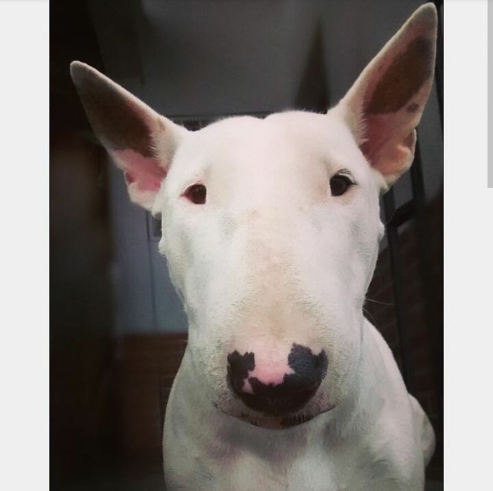 ElNacionalWeb's tweet photo. Ella es Kitana y necesita con urgencia DOXICICLINA. Cualquier persona interesada en ayudar puede comunicarse al 0424-1807176 https://t.co/fKDxbJgMb5