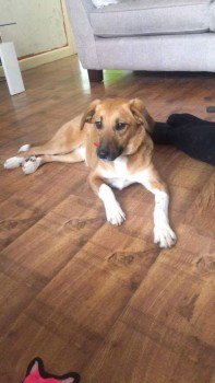LAIKA HOME SAFE. THANKS FOR RT's 😊🐕
#Lost #ScanMe Cross Breed Female 
#HilseaLines / #FoxesForest #Portsmouth #PO3
 
HIT BY CAR ON #M275 

#PO1 #PO2 #PO4 #PO5 #PO6 #PO11 #PO12 #PO16
doglost.co.uk/dog-blog.php?d…