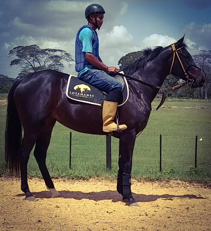 Haraslossamanes's tweet photo. #Hipismo Hermosa Potranca hija de Jupiter Pluvius en Platinum Star, nacida el 5 de enero de 2016. Muy pronto en nuestra presentación de ventas @Haraslossamanes Criando con pasión y dedicación!!! https://t.co/fosvbP0ICr