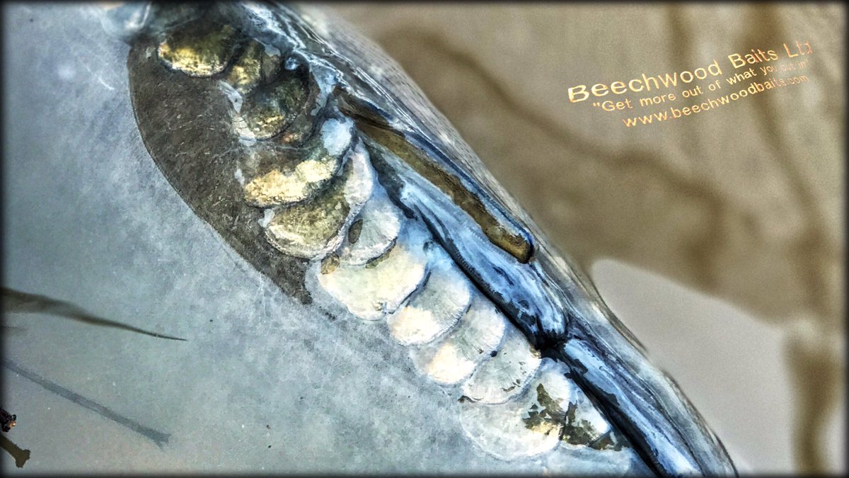 smithbarry's tweet image. New bait on test from@Beechwoodbaits.com PX1 coming soon