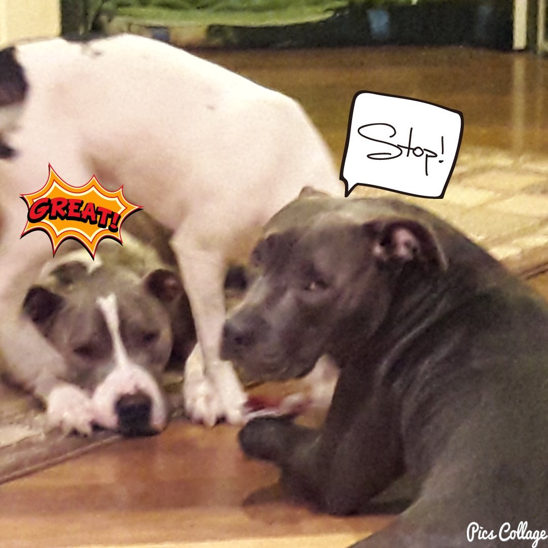 janice524's tweet photo. The 3 musketeers https://t.co/zCL2Co22Lo