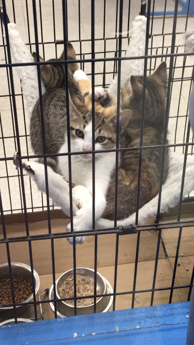 Animalpantry Hashtag On Twitter