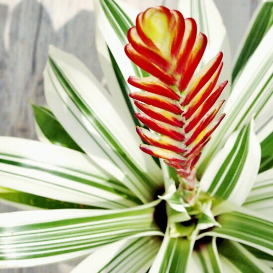 ライフ エコ Twitterren オオインコアナナス 江 フリーセア 5寸 約w40 H52cm T Co 6f1ysyegad 観葉植物 アナナス ネオレゲリア アナナスネオレゲリア オオインコアナナス江 オオインコアナナス フリーセア めずらしい植物 エコマルシェ