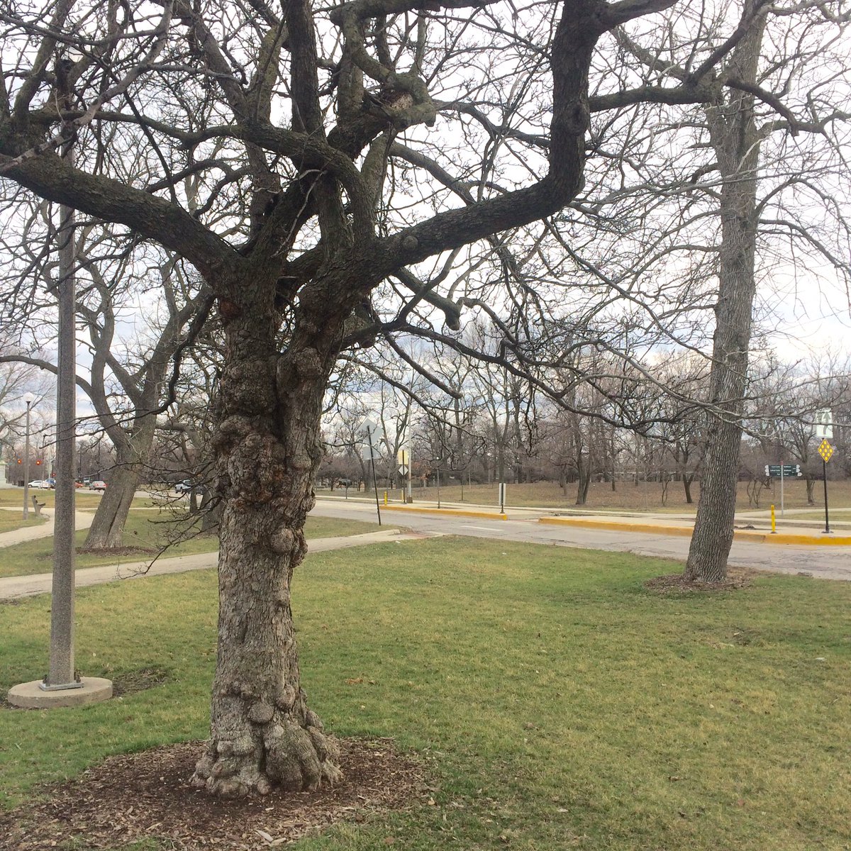 blagojevism's tweet image. A proper tree should have a trunk as knobbly and warty as Satan&apos;s own dongus. #TreeScience #Arboriculture #RevivalOfAmericanTreeLore