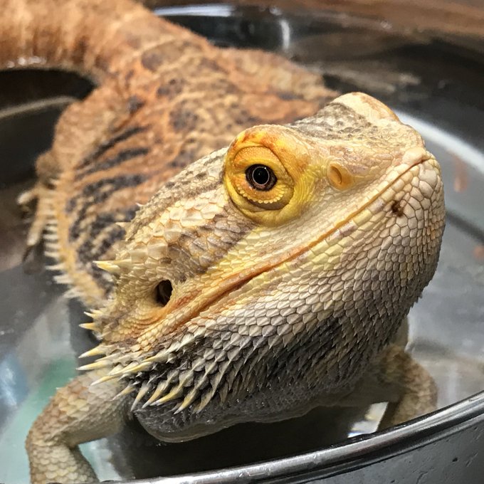 フトアゴヒゲトカゲの温浴の温度と頻度と必要性と暴れるについて トカゲの知られざぬ生態