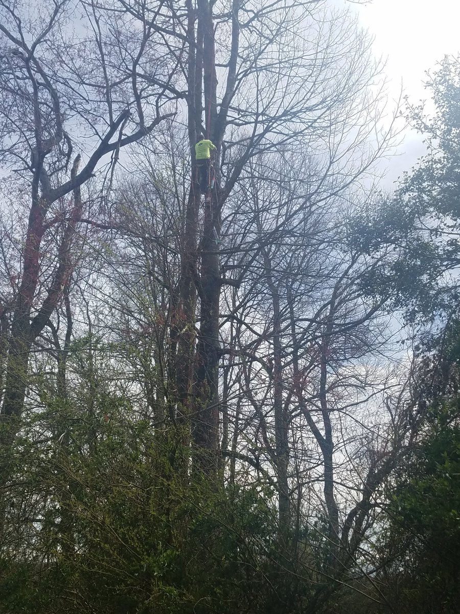 TeamClassified2's tweet photo. The other day when our rocket landed in a tree. We dint give up! A big thanks to sons of fathers tree services! https://t.co/4qEssN6pXu