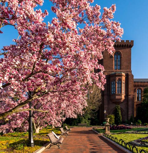 norahpatrick's tweet photo. Magnolias looked fantastic this morning at the Smithsonian @capitalweather https://t.co/Ecqkb7HLkK