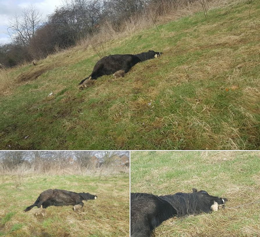 AMaisie3's tweet photo. @RSPCA_official and @DEFRA for total outrage with the numbers now dying due to no ACTION and allowing this to continue. #DEAD #HORSE #Hull https://t.co/1HcSUdpvwF