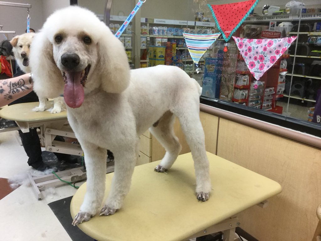 #extrememakeover done by Danielle #1580 #cny #NorthEastgrooming
