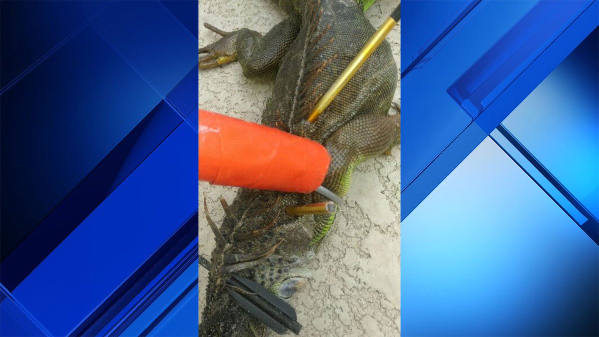 Another Iguana shot with crossbow in Plantation bit.ly/2uAlFr9 https://t.co/SxrOtuBvYz