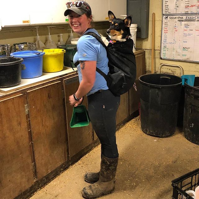 JenniferMcClure's tweet photo. Day 90/365 📷 
#
.
.
.
#photooftheday #365daysofphotos #corgi #dogsofinstagram #corgisofinstagram #barnchores #dogsinbackpacks #honeytreestables https://t.co/CXYRGetTUn https://t.co/PE6YgHs0TD