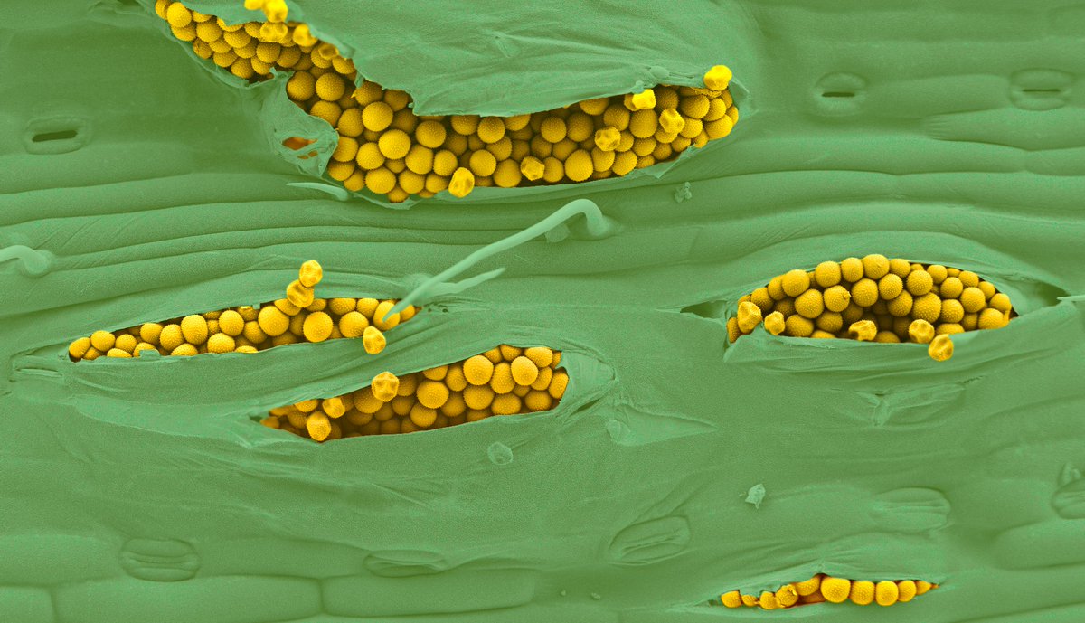 The Sainsbury Laboratory (@thesainsburylab) on Twitter photo VACANCY - We are looking for a Bioinformatician to join a collaborative research project between <a href="/MatthewMoscou/">Matthew Moscou</a> and
<a href="/kseniakrasileva/">Ksenia Krasileva</a> group at <a href="/UCBerkeley/">UC Berkeley</a> to identify genes in wheat that enhance resistance to wheat yellow rust okt.to/lPXVTt VACANCY - We are looking for a Bioinformatician to join a collaborative research project between <a href="/MatthewMoscou/">Matthew Moscou</a> and
<a href="/kseniakrasileva/">Ksenia Krasileva</a> group at <a href="/UCBerkeley/">UC Berkeley</a> to identify genes in wheat that enhance resistance to wheat yellow rust okt.to/lPXVTt