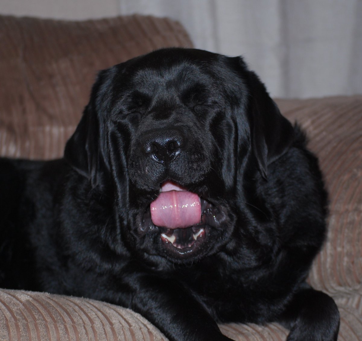 MerlinBlackLab's tweet image. Feeling a little sleepy after my hydrotherapy session today. 
#hydrotherapy #Sleepyhead