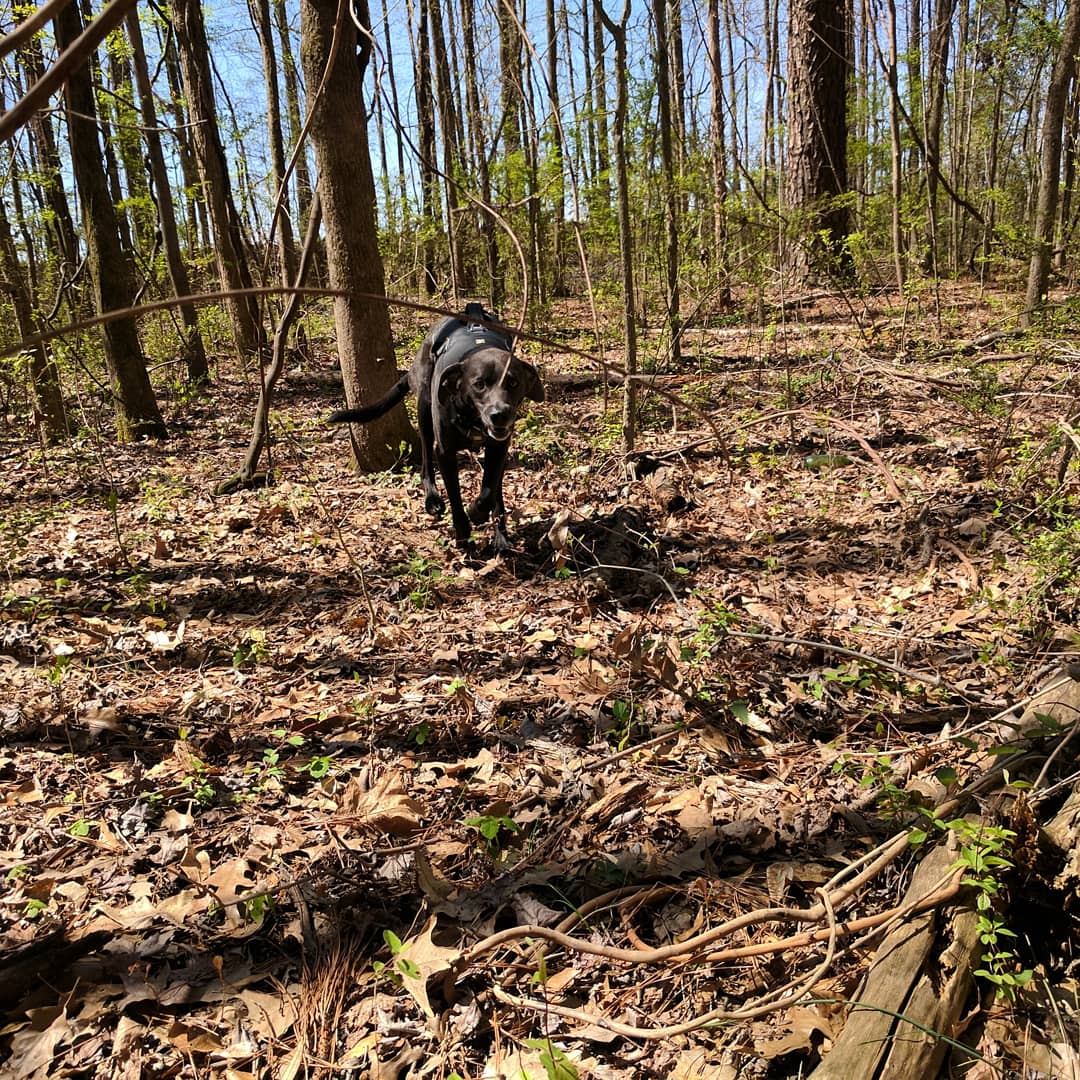 RunnerRocket's tweet image. Search and Rescue training today!
#k9sar #hsdu