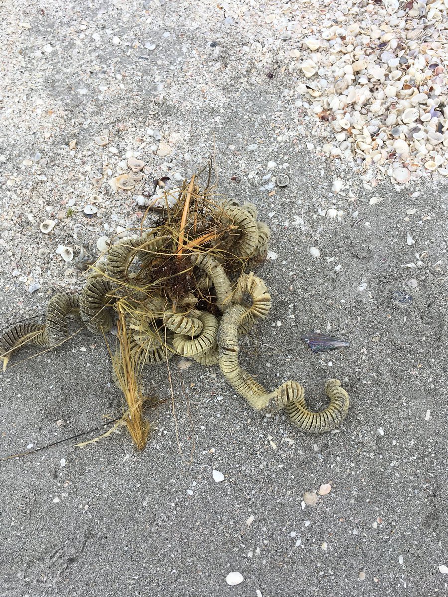 BarbaraLesinski's tweet photo. I can identify two of the egg casings from the beach.  The third one, in my hand I will have to investigate.  #sanibelshells #InquiryMindset #MotherNatureisMyClassroom https://t.co/TU3EvgoIXP