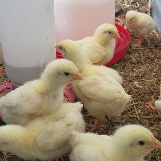 modernsettlers's tweet photo. https://t.co/90L6k2Ki36 - Me: I think we're just going to take it easy this year. Not gonna over-do it with the birds. 
3 beers later: https://t.co/6tGr4X45I6