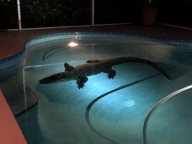 kgun9's tweet photo. 11-foot gator discovered in backyard pool in Florida.
https://t.co/4tDEAh4HDx https://t.co/rEdf75FWZ0