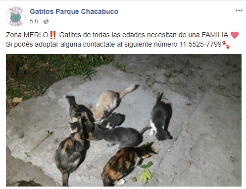 Hay gatitas tricolor... uno té con leche precioso... un gris azulado que será terriblemente hermoso cuando tenga los cuidados...
Llamen al teléfono de la publicación y cámbienles la vida a estos inocentes.
facebook.com/14927449076888…