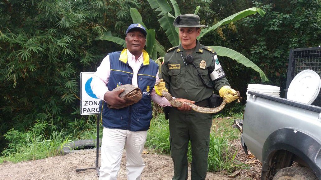 PoliciaDEMAM's tweet photo. Realizamos acompañamiento y verificación en el sitio de la afectación en la #Lisama con @MinAmbienteCo donde logramos la recuperación de fauna https://t.co/I73MHsfHyE