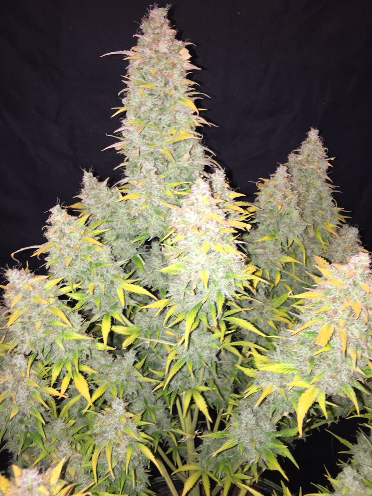 LaboratoriesC's tweet image. Well today is the day, Tutankhamen autofem day 115 is officially coming down! Smells amazing!! #cannabis #grower #pyramidseeds