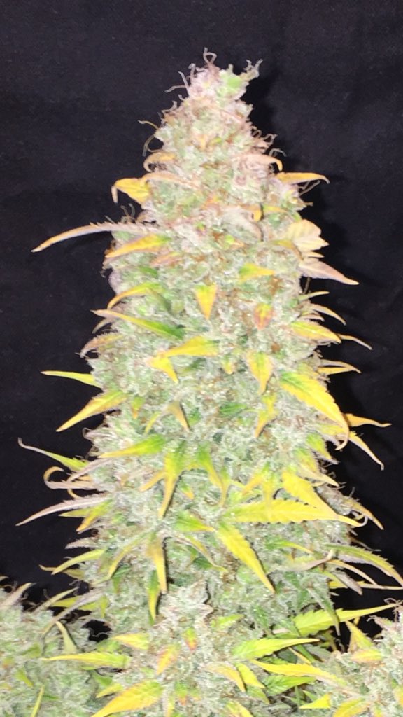 LaboratoriesC's tweet image. Well today is the day, Tutankhamen autofem day 115 is officially coming down! Smells amazing!! #cannabis #grower #pyramidseeds