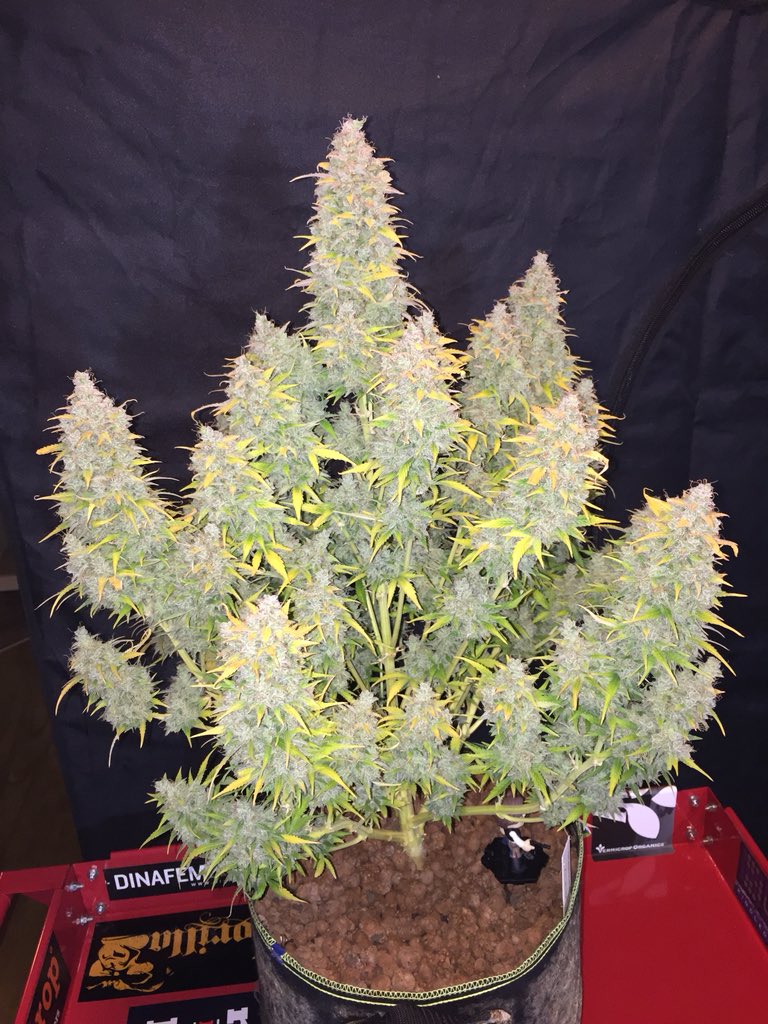 LaboratoriesC's tweet image. Well today is the day, Tutankhamen autofem day 115 is officially coming down! Smells amazing!! #cannabis #grower #pyramidseeds