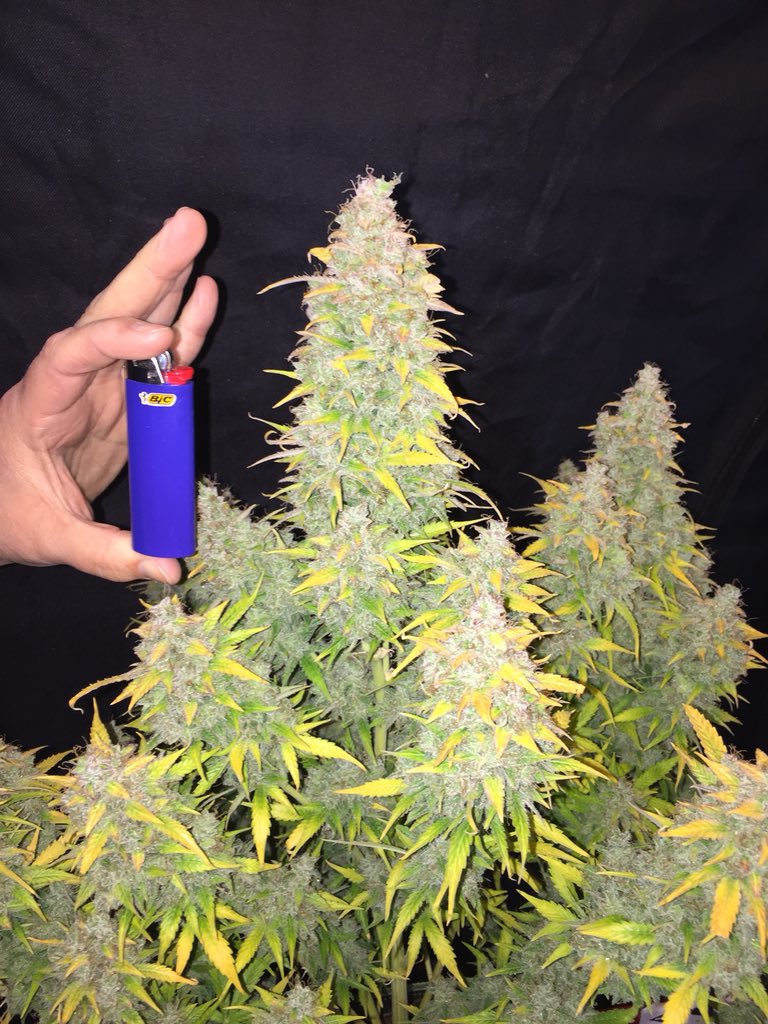 LaboratoriesC's tweet image. Well today is the day, Tutankhamen autofem day 115 is officially coming down! Smells amazing!! #cannabis #grower #pyramidseeds