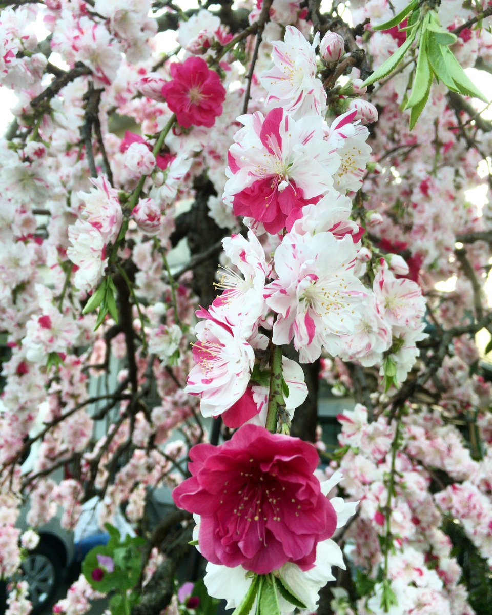 O Xrhsths Chris Sto Twitter ４月になりました おはようございます 今度こそ 今月こそ 気持ちを新しく切り替えよう 今年も三色花桃が満開に 花言葉 私はあなたのとりこ 天下無敵 花桃 桃の花 三色花桃 三色の桃の花 Peachblossom Peach Flower フラワー 花
