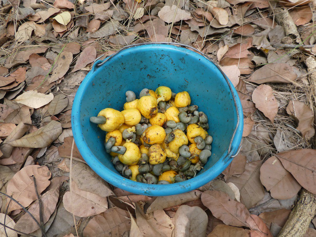 Caro Nut tweet media