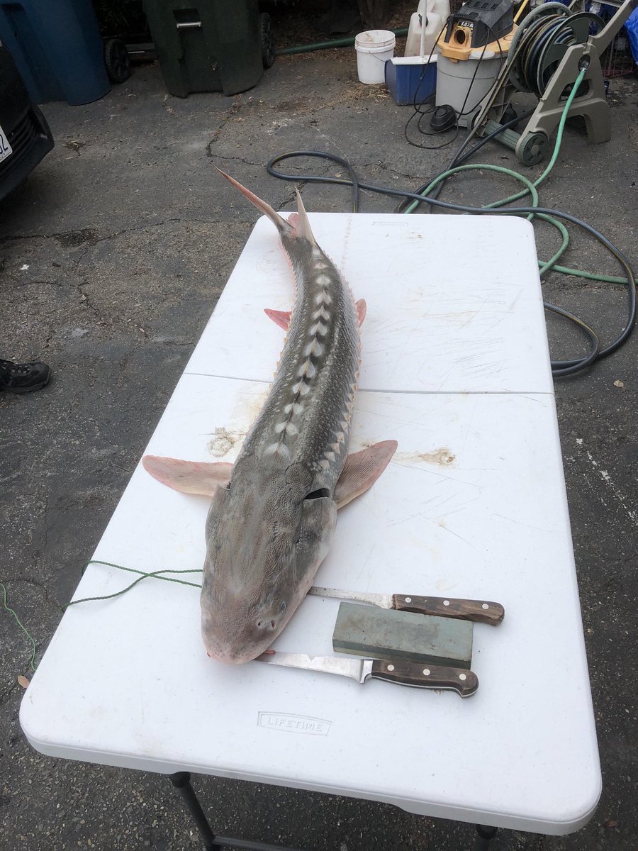 FishermanEscape's tweet photo. 39 inch Sturgeon https://t.co/ONZPq10TME