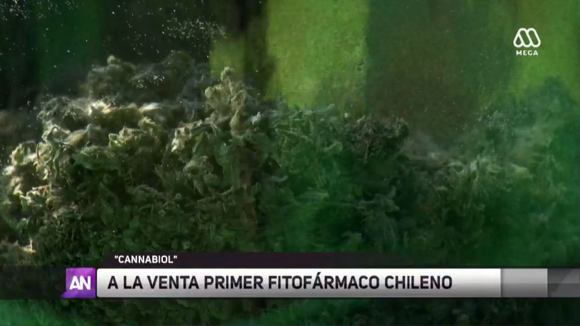 cannabiol todas las noticias de última hora fotos y vídeos en