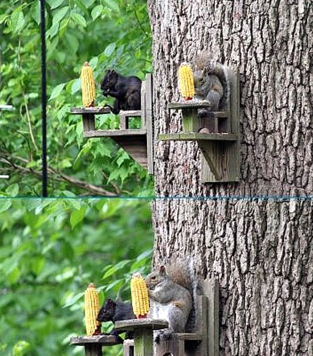 BinLearning's tweet photo. #squirrel #school is in. First lesson: #eating #corn with #manners.
#Wildlife #photograpy #CutenessOverload https://t.co/vkxDhjVqXB