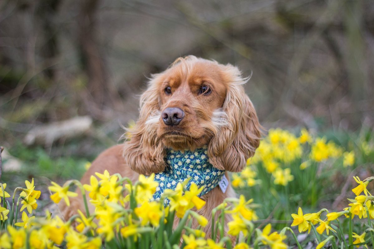 Happy #floralfriday pups!!! Mum says this photo makes her super happy as it combines FriYAY, has daffodils and has me in it! What more could you want in a photo??? ☺️
~~~~~~~~~~
What have you got planned this weekend? 🐾🐾🐾
#Cotswolds #CockerSpaniel