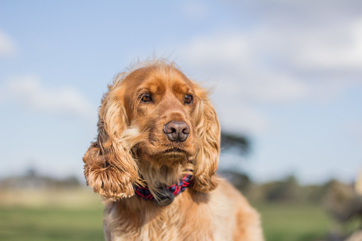 🐶I spy with my eye something beginning with....W
👱🏼‍♀️Is it the Weekend?
🐶No!
👱🏼‍♀️Walkies?
🐶No!
👱🏼‍♀️I just don’t know, what do you spy with your little eye?
🐶Wabbits!
🤦🏼‍♀️Seriously, you need a spelling lesson
🐶Whatever!,  Now move I’ve got Wabbits to chase